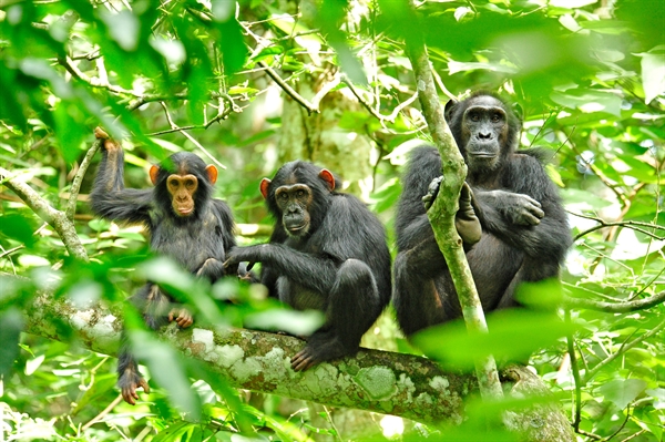 New WCS Special Report Shows Links between Degradation of Ecological Integrity and Emerging Infectious Diseases